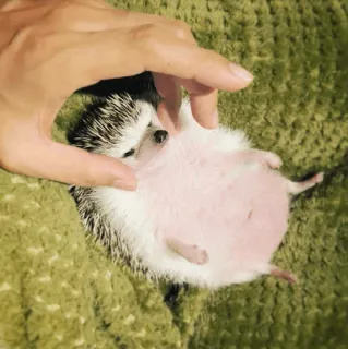 🦔 08adc065 ouriço, animal, fofo, animal de estimação, mamífero whatsapp sticker