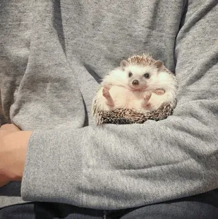 🦔 12f1f2ea ouriço, animal, fofo, animal de estimação, mamífero, pequeno animal whatsapp sticker