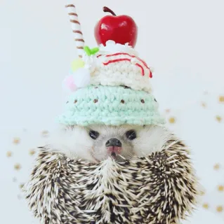 🦔 1374db21 ouriço, fofo, animal, sobremesa, chapéu, sorvete, cereja whatsapp sticker