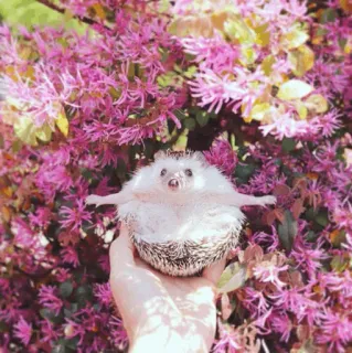 🦔 168429aa ouriço, animal, fofo, natureza, vida selvagem, mamífero whatsapp sticker