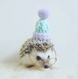 🦔 16c8bf36 ouriço, óculos, chapéu, fofo, animal, animal de estimação whatsapp sticker