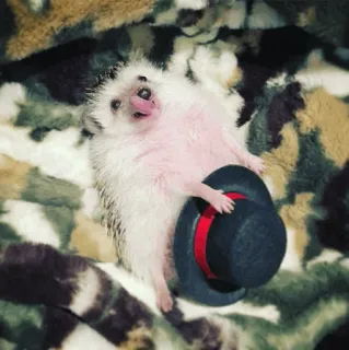 🦔 170a958d ouriço, animal, fofo, chapéu, animal de estimação whatsapp sticker