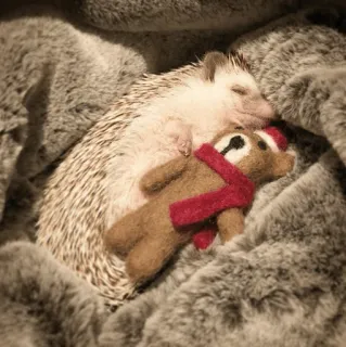 🦔 1a724f81 ouriço, urso de pelúcia, dormindo, fofo, animal, animal de estimação, brinquedo whatsapp sticker