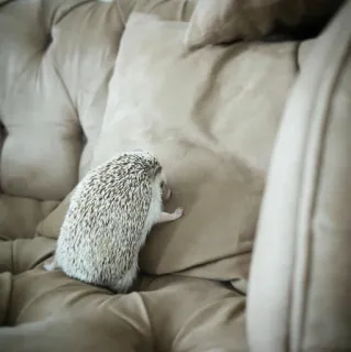 🦔 289a2a56 ouriço, animal, animal de estimação, sofá, almofada whatsapp sticker