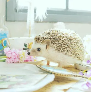 🦔 2c58453b ouriço, animal, fofo, natureza, vida selvagem, mamífero whatsapp sticker