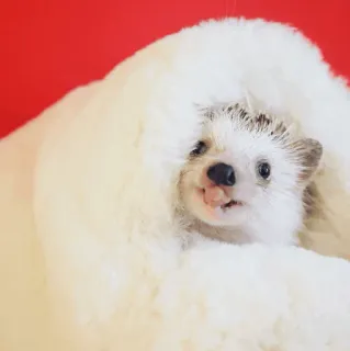 🦔 3640129c ouriço, animal, fofo, branco, poodle whatsapp sticker