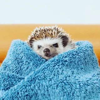 🦔 3bdb3381 ouriço, toalha, fofo, animal, animal de estimação whatsapp sticker