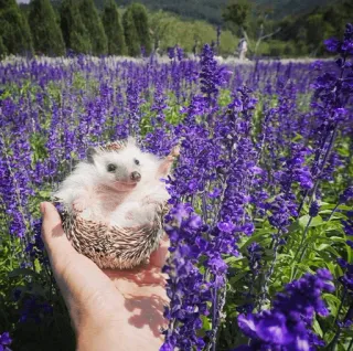 🦔 44877993 ouriço, animal, fofo, natureza, flores, lavanda, mão whatsapp sticker