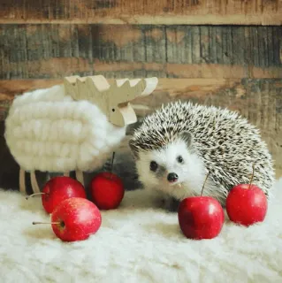 🦔 5b83f78f ouriço, maçãs, animal, fofo, rena de madeira whatsapp sticker