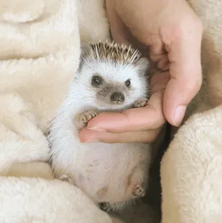 🦔 62a94c67 ouriço, animal, fofo, animal de estimação, mamífero whatsapp sticker