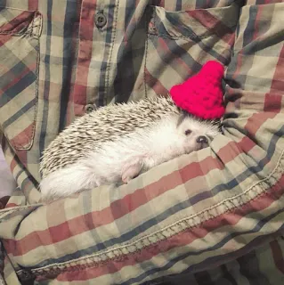 🦔 66d71217 ouriço, animal, fofo, chapéu, chapéu vermelho, camisa, animal de estimação whatsapp sticker