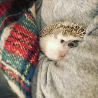 🦔 76737b87 ouriço, animal, fofo, animal de estimação, aconchegante, mamífero whatsapp sticker