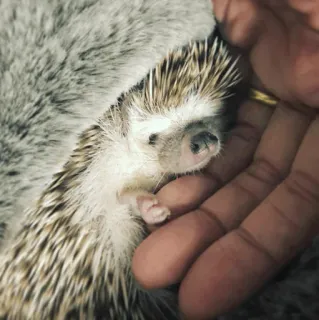 🦔 8505e946 ouriço, animal, fofo, animal de estimação, pequeno, mamífero whatsapp sticker