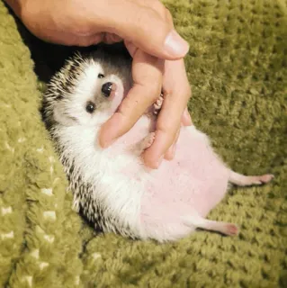 🦔 879d7dfc ouriço, fofo, animal, animal de estimação, mamífero whatsapp sticker