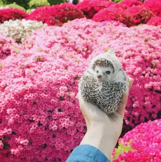 🦔 8ccc6cff ouriço, animal, fofo, flores, natureza, mão, primavera whatsapp sticker