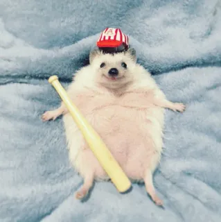 🦔 9aa1cd32 ouriço, beisebol, animal, animal de estimação, fofo, chapéu, taco whatsapp sticker