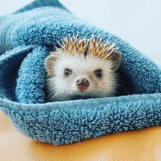 🦔 a15125f8 ouriço, animal, fofo, toalha, animal de estimação, pequeno animal whatsapp sticker