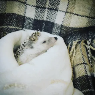 🦔 a8bf4fb7 ouriço, animal, dormindo, fofo, animal de estimação, mamífero whatsapp sticker