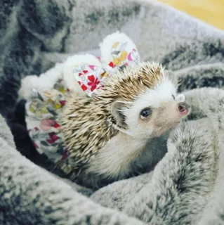 🦔 b8c7f8b1 ouriço, animal, fofo, vestido, animal de estimação, pequeno animal whatsapp sticker