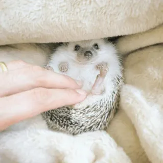 🦔 c9ea630e ouriço, animal, fofo, animal de estimação, mamífero, pequeno, adorável whatsapp sticker