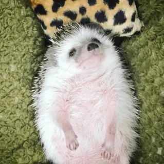 🦔 e19b9a7e ouriço, animal, fofo, animal de estimação, mamífero whatsapp sticker