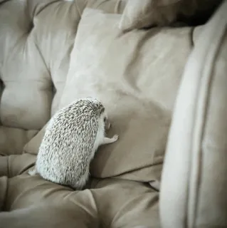 🦔 eb53f676 ouriço, animal, animal de estimação, fofo, pequeno, mamífero, espinhos whatsapp sticker