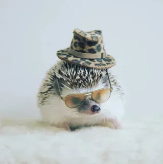 🦔 eebfbd6c ouriço, animal, chapéu, óculos de sol, fofo, animal de estimação whatsapp sticker