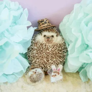 🦔 efd6fe12 ouriço, animal, chapéu, fofo, animal de estimação, mamífero whatsapp sticker