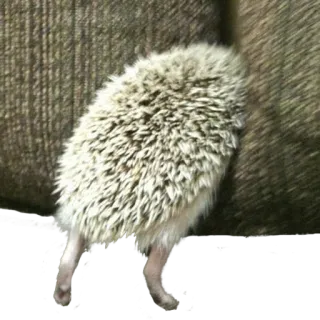 🤭 0de0ae4b jeż, zwierzę, zwierzę domowe, ssak, słodki telegram sticker