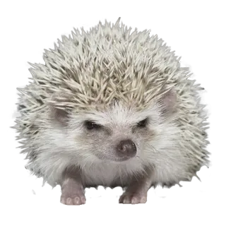 😠 13a77e91 jeż, zwierzę, ssak, dzika przyroda, uroczy telegram sticker