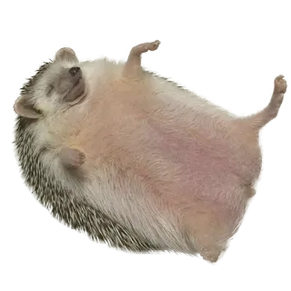 🤩 6a971bbc jeż, zwierzę, słodki, kłujący, mały telegram sticker