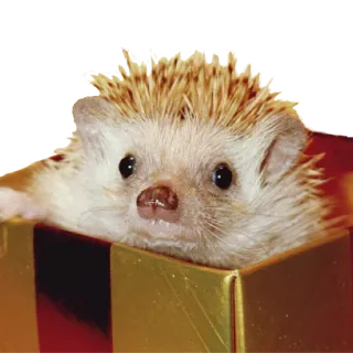 ☹️ 8fa9a9f6 jeż, zwierzę, słodkie, pudełko, zwierzę domowe, ssak telegram sticker