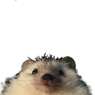 🙄 9fe614cb jeż, zwierzę, słodki, dzika przyroda telegram sticker