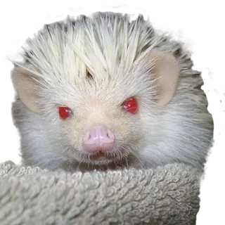 @hedgehogsBeauty telegram stickers