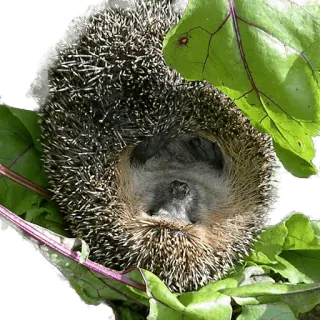 🙃 ce86112b jeż, zwierzę, dzika przyroda, natura, słodki telegram sticker