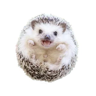 😁 e6e3fa2c jeż, słodki, zwierzę, uroczy, ssak, zwierzę domowe telegram sticker