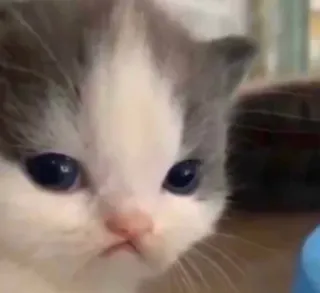 🐱 0c0622c9 Katze, Kätzchen, süß, Tier, Haustier telegram sticker