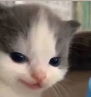 🐱 0ff06a88 kätzchen, katze, süß, tier, haustier, katzenartig telegram sticker