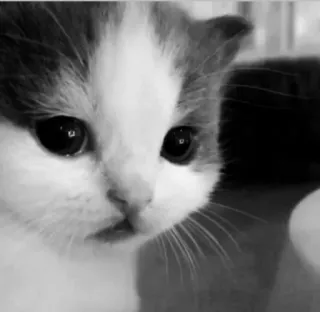 🐱 1a004184 Kätzchen, Katze, Tier, Haustier, süß, häuslich, Katzenartig telegram sticker