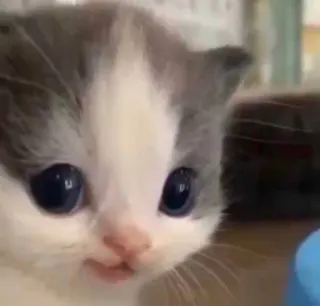 🐱 40b649f5 kätzchen, katze, tier, süß, haustier, katzenartig telegram sticker