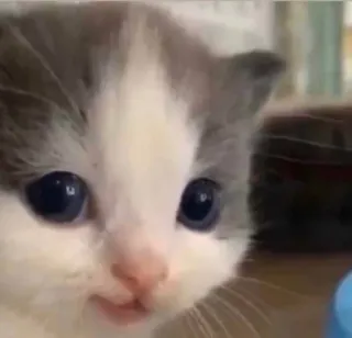 🐱 5b2e114a Kätzchen, Katze, Tier, Haustier, süß, Babykatze telegram sticker