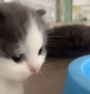 🐱 68c039b1 kätzchen, katze, süß, haustier, tier, hauskatze telegram sticker