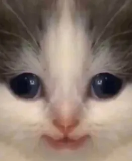 🐱 68dfa011 Katze, Tier, Kätzchen, süß, Haustier, lustig telegram sticker