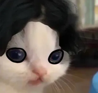 🐱 95224b73 Katze, Kätzchen, Tier, Haustier, süß, Meme, lustig telegram sticker