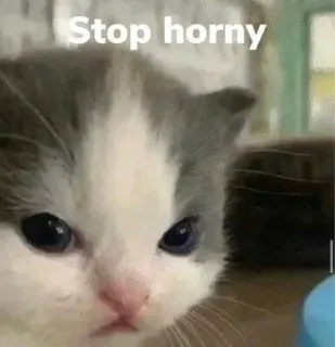 🐈 964691e2 Stop horny Katze, Kätzchen, Meme, lustig, Hör auf, geil zu sein telegram sticker