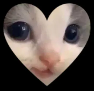 🐱 98a77b9c Katze, Herz, süß, Kätzchen, Haustier, Tier telegram sticker