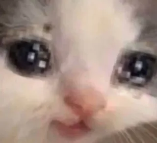 🐱 a9f71d56 Katze, traurig, weinend, Meme, Tier, Haustier, Kätzchen telegram sticker