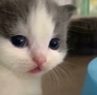 🐱 da6b7156 kätzchen, katze, süß, tier, haustier, klein telegram sticker