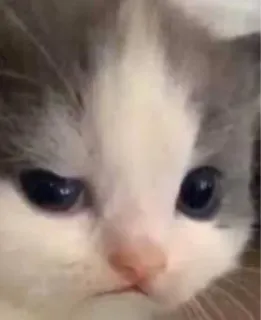 🐱 dcf0725e Katze, Kätzchen, süß, Tier, Haustier, Katzenartig telegram sticker