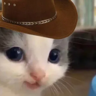 🐱 f3de8644 Katze, Kätzchen, Cowboy, Hut, Tier, süß, Haustier telegram sticker